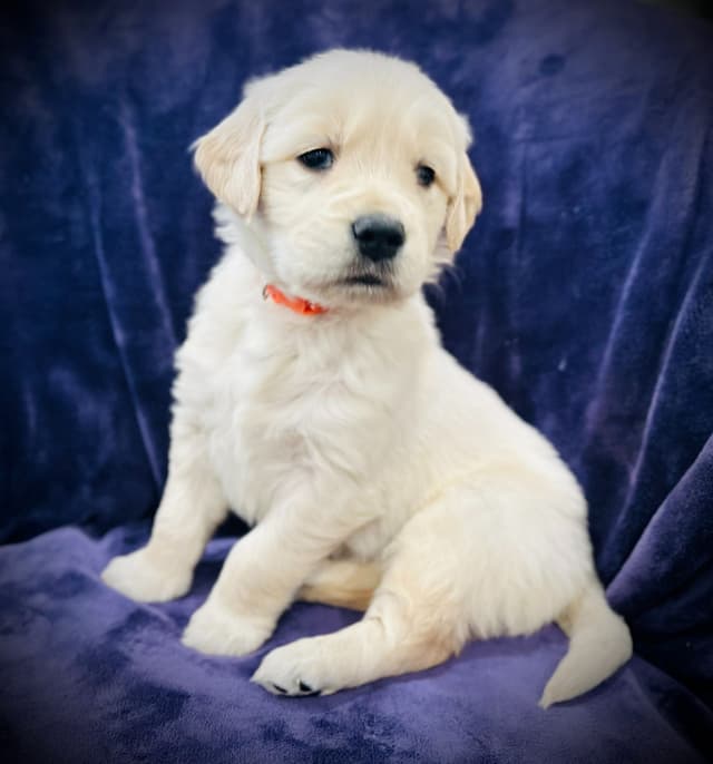 READY 06/15 | DOB 04/20/2026 Golden Retriever Litter Available Now media 19