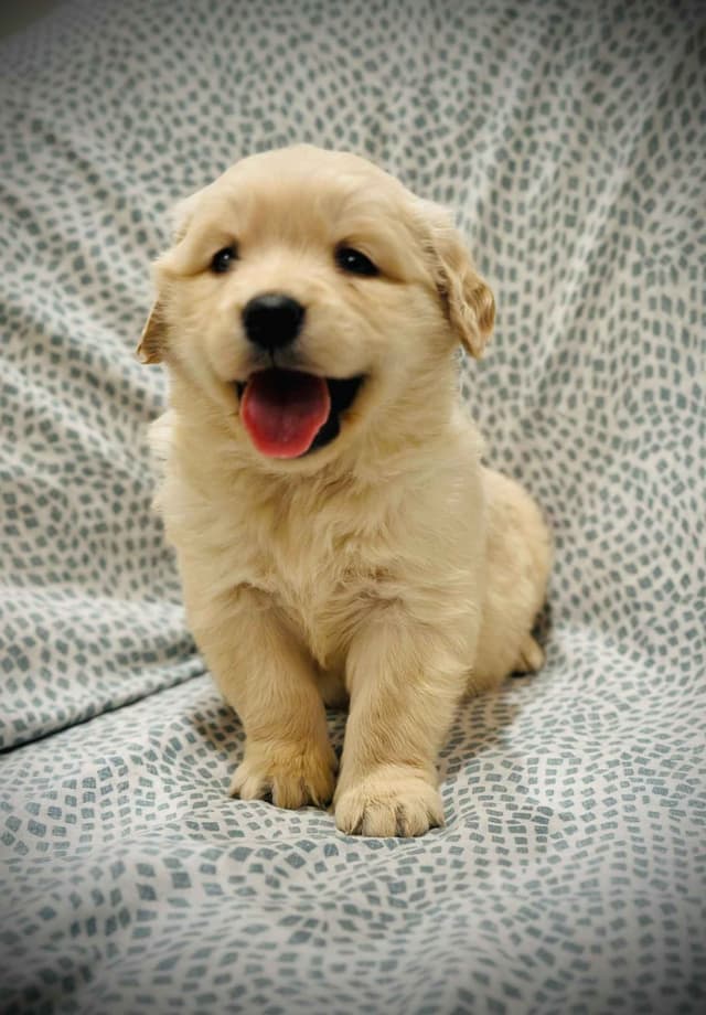READY 06/15 | DOB 04/20/2026 Golden Retriever Litter Available Now media 20