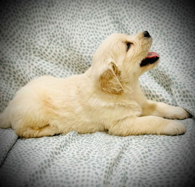 READY 06/15 | DOB 04/20/2026 Golden Retriever Litter Available Now media 21