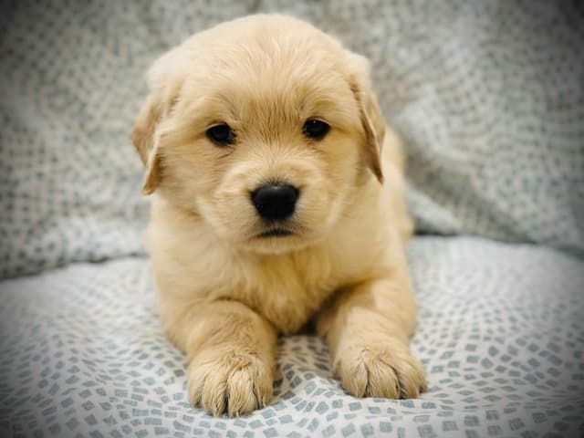 READY 06/15 | DOB 04/20/2026 Golden Retriever Litter Available Now media 22