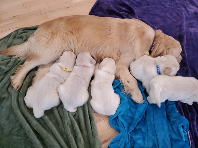 Pups are READY  | DOB 03/11/26 Golden Retrievers Available NOW! media 2