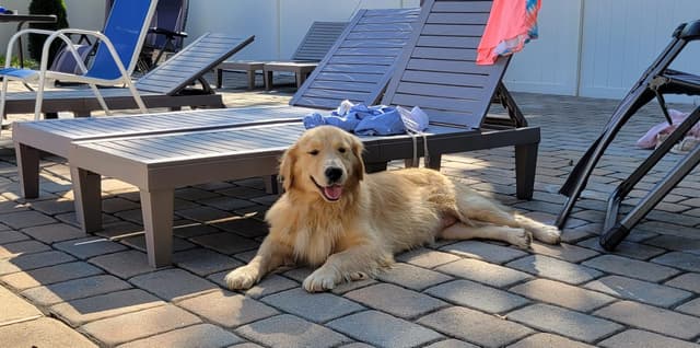 Pups are READY  | DOB 03/11/26 Golden Retrievers Available NOW! media 3