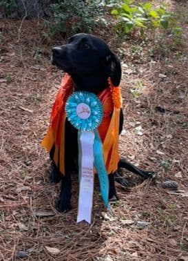 Labrador Retriever Puppies breeder image 3