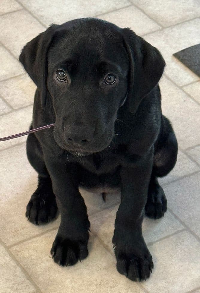 Labrador Retriever Puppies breeder image 4