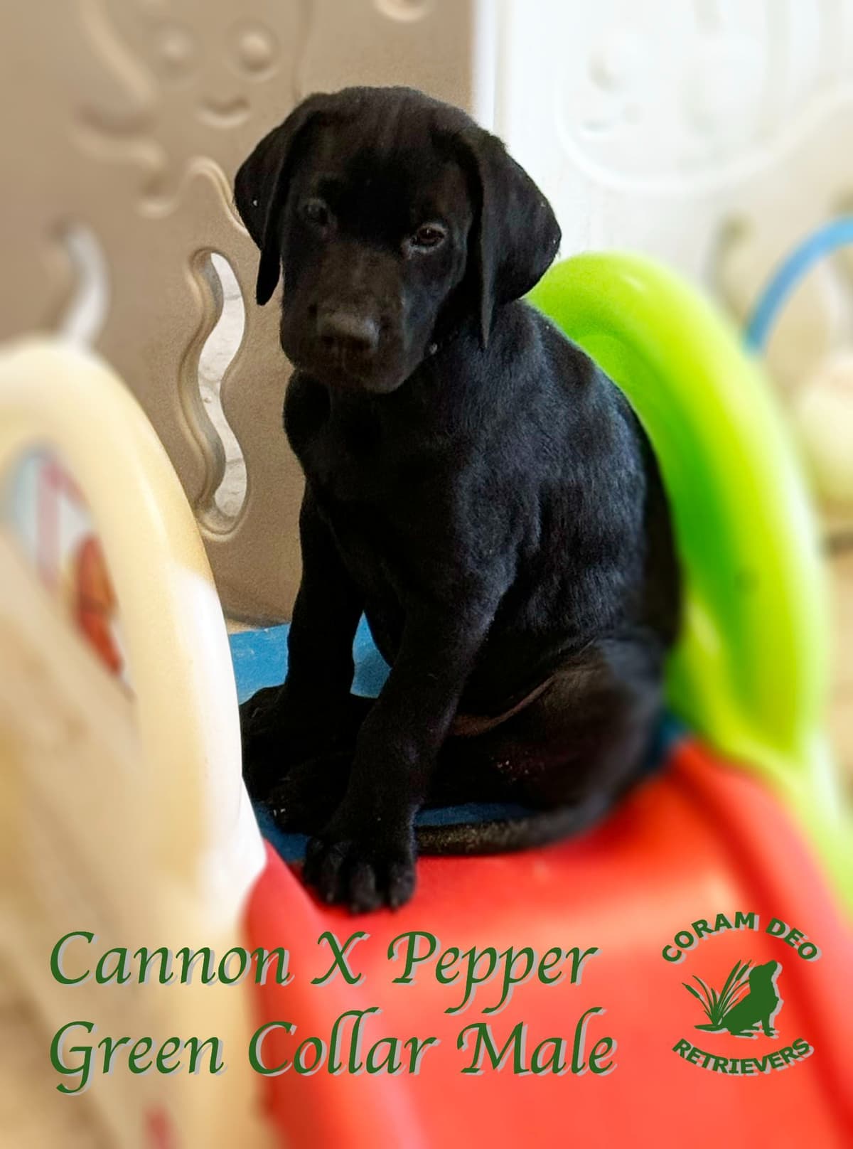 Labrador Retriever Puppies breeder image 6