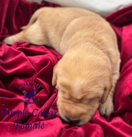 Labrador Retriever Puppies media 2