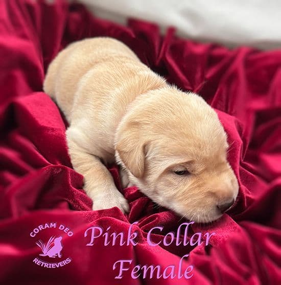 Labrador Retriever Puppies media 3
