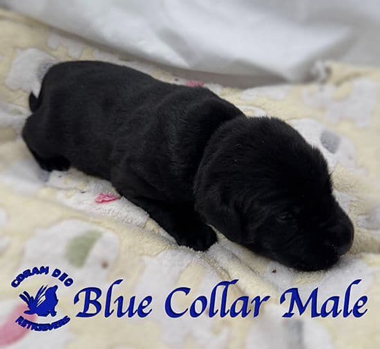Labrador Retriever Puppies media 4