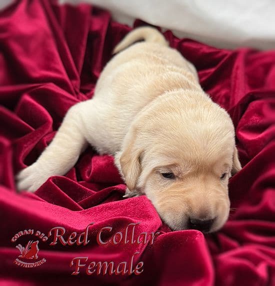 Labrador Retriever Puppies media 5