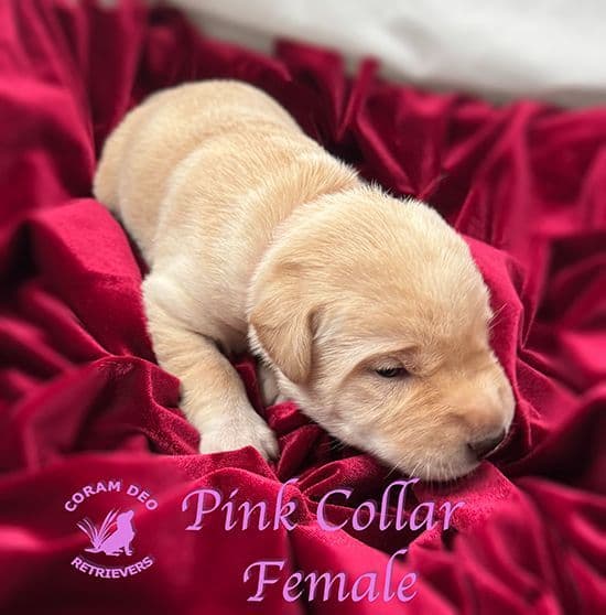 Labrador Retriever Puppies media 6