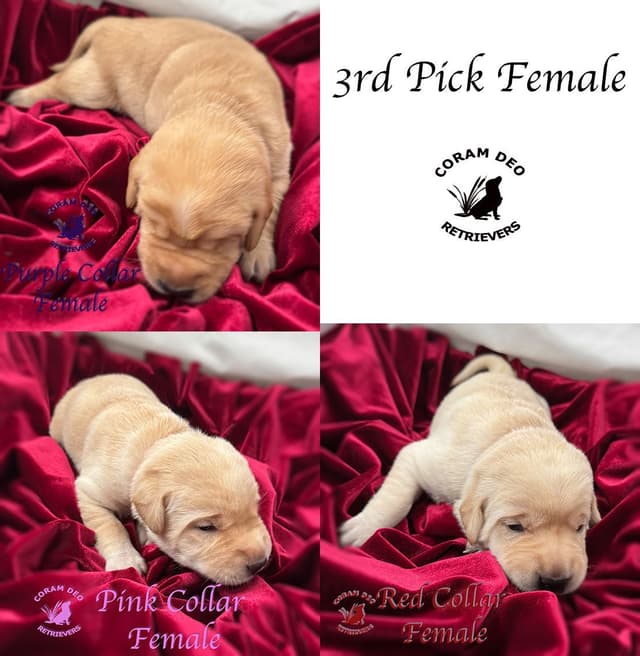 Labrador Retriever Puppies media 7