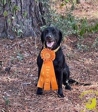 Labrador Retriever Puppies media 11