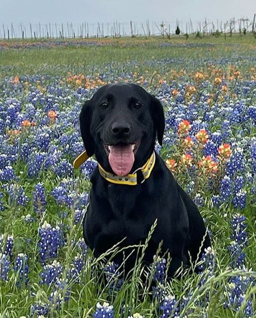 Labrador Retriever Puppies media 12