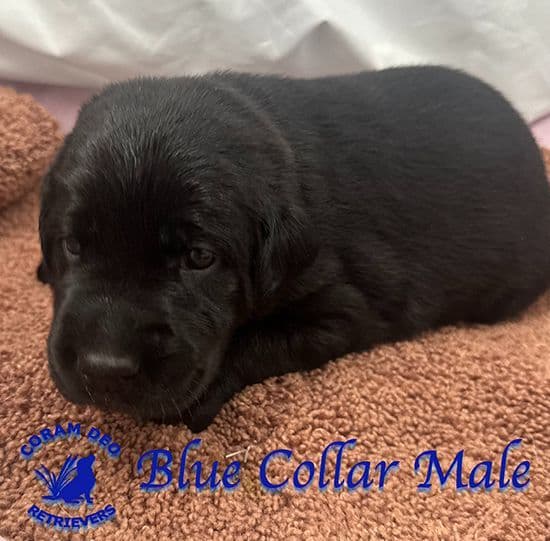 Labrador Retriever Puppies breeder image 7