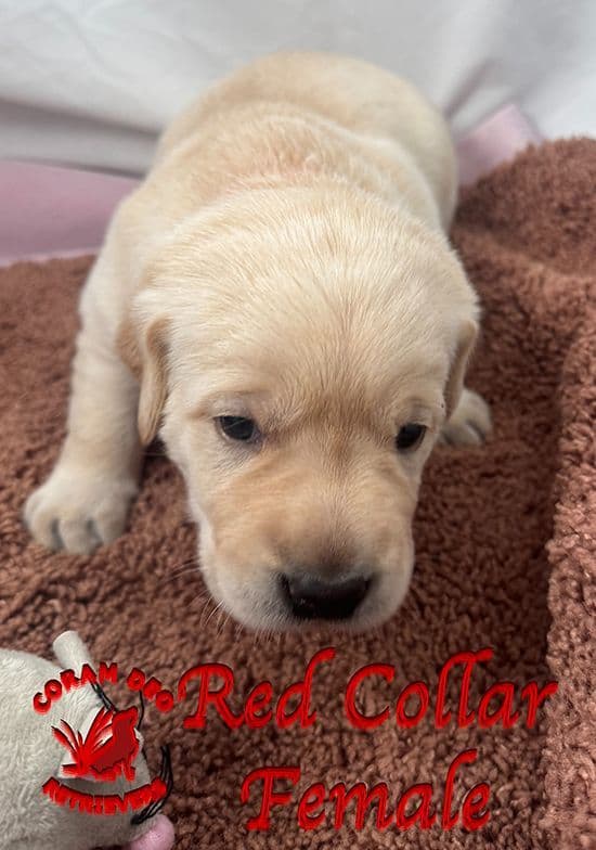 Labrador Retriever Puppies breeder image 9
