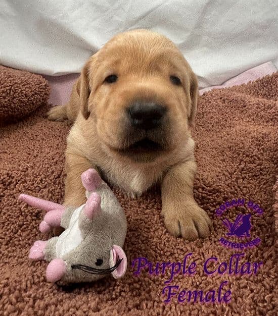 Labrador Retriever Puppies breeder image 10