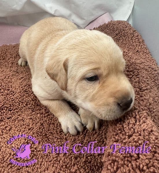 Labrador Retriever Puppies breeder image 8
