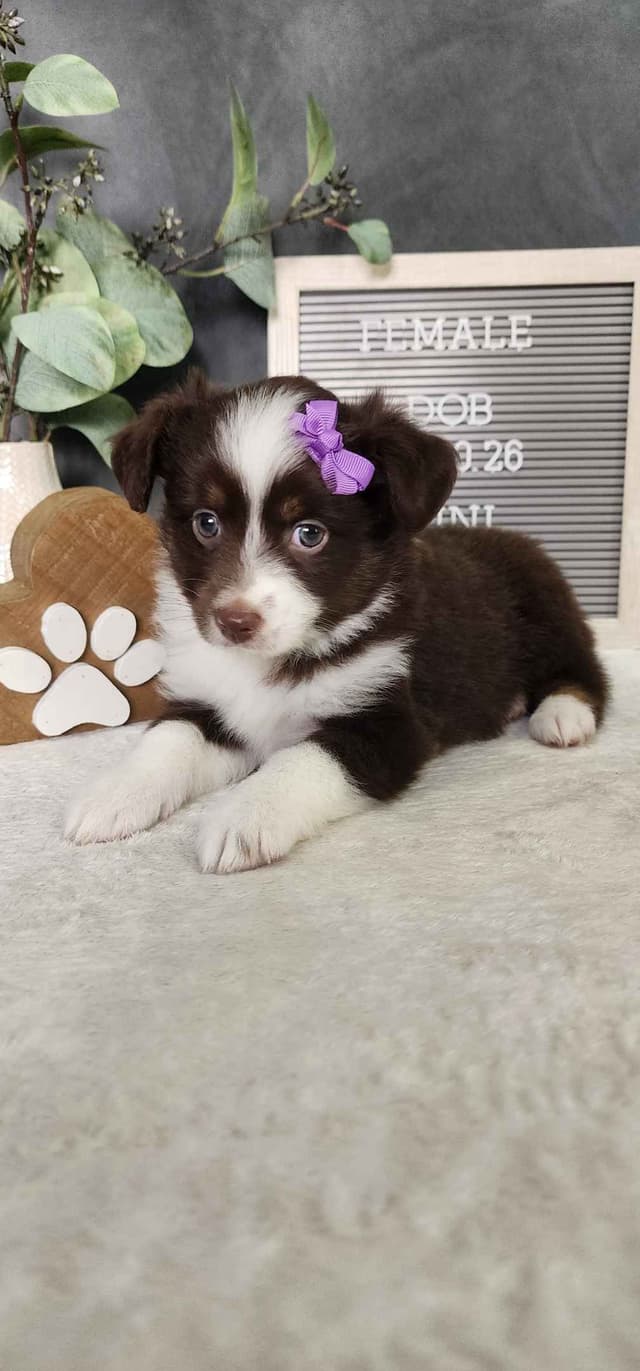 Miniature American Shepherd Puppies media 2
