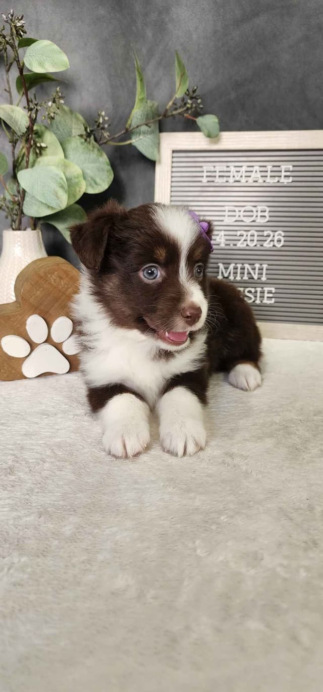 Miniature American Shepherd Puppies media 3
