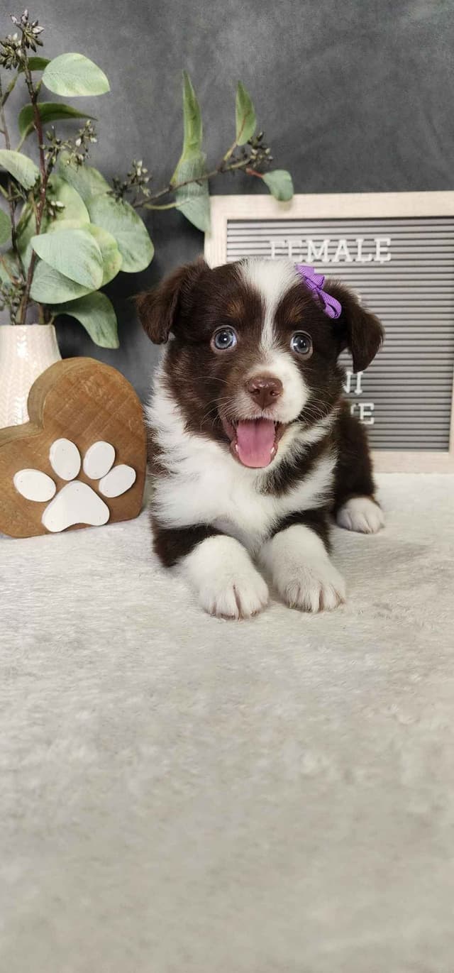 Miniature American Shepherd Puppies media 4