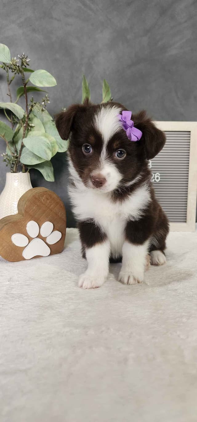 Miniature American Shepherd Puppies media 5