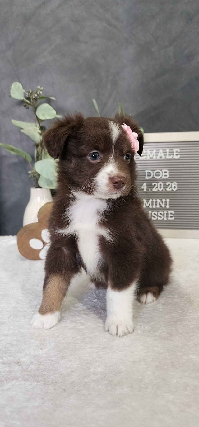 Miniature American Shepherd Puppies media 6