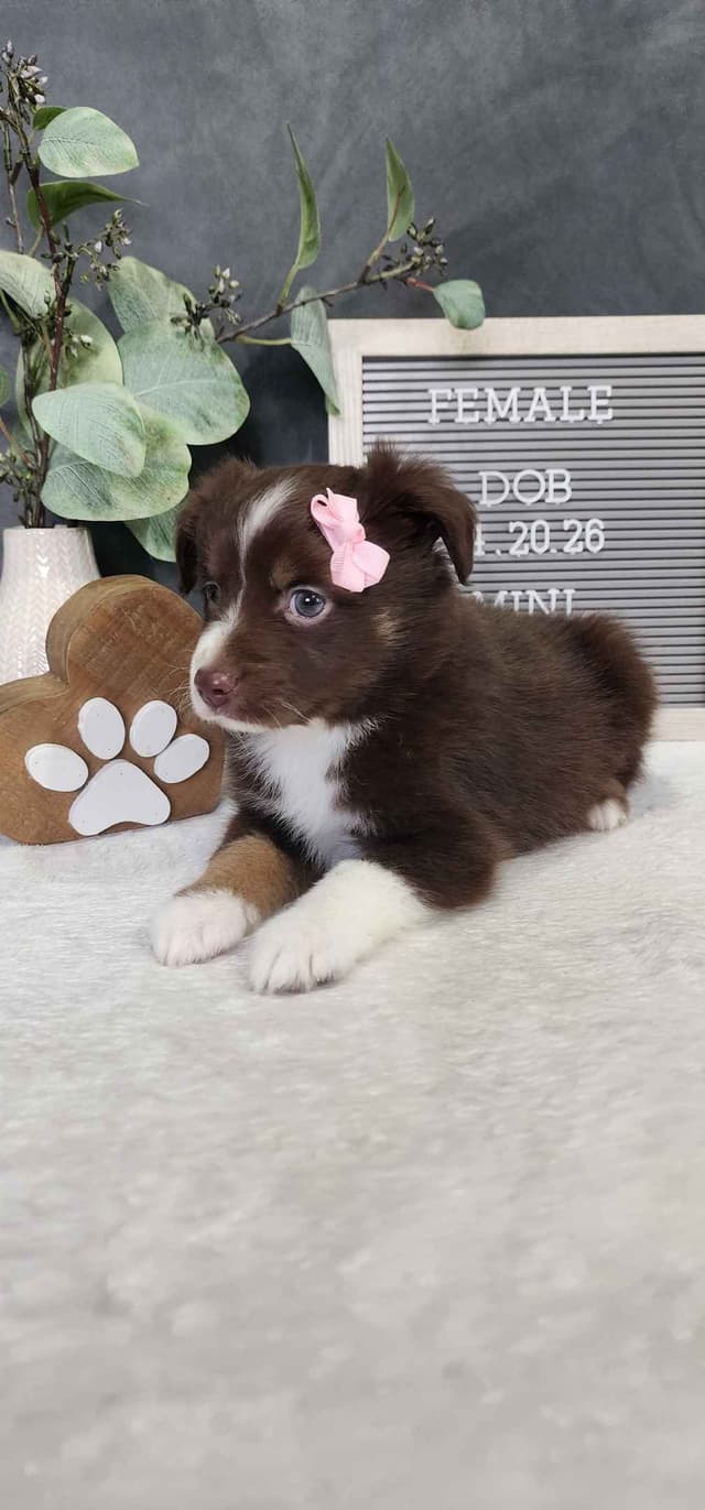 Miniature American Shepherd Puppies media 7