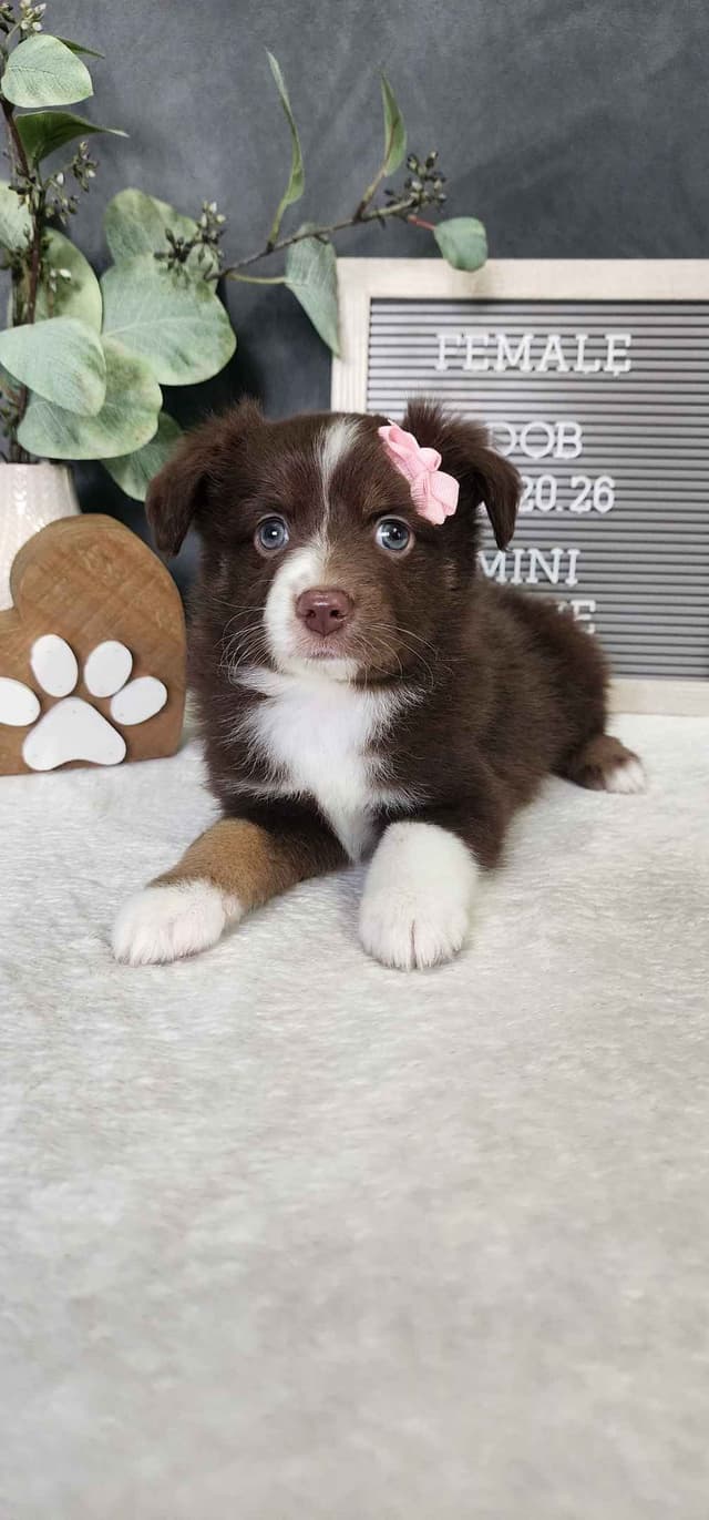 Miniature American Shepherd Puppies media 8