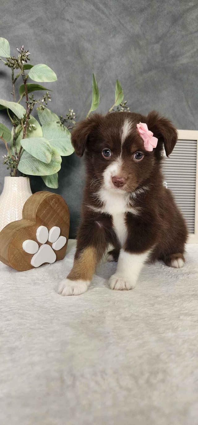 Miniature American Shepherd Puppies media 9