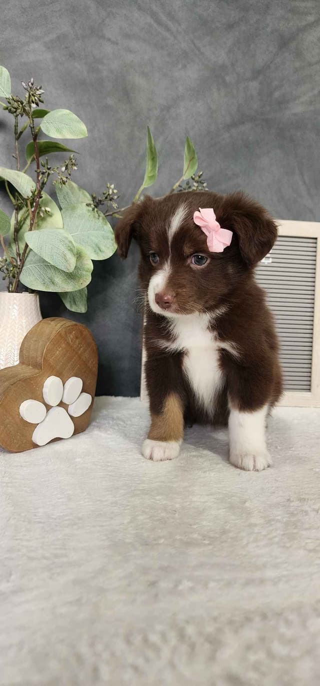 Miniature American Shepherd Puppies media 10