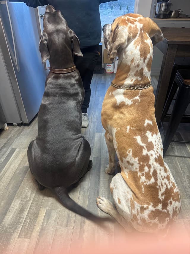 Great Dane Puppies media 2