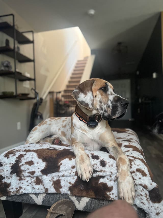 Great Dane Puppies media 3