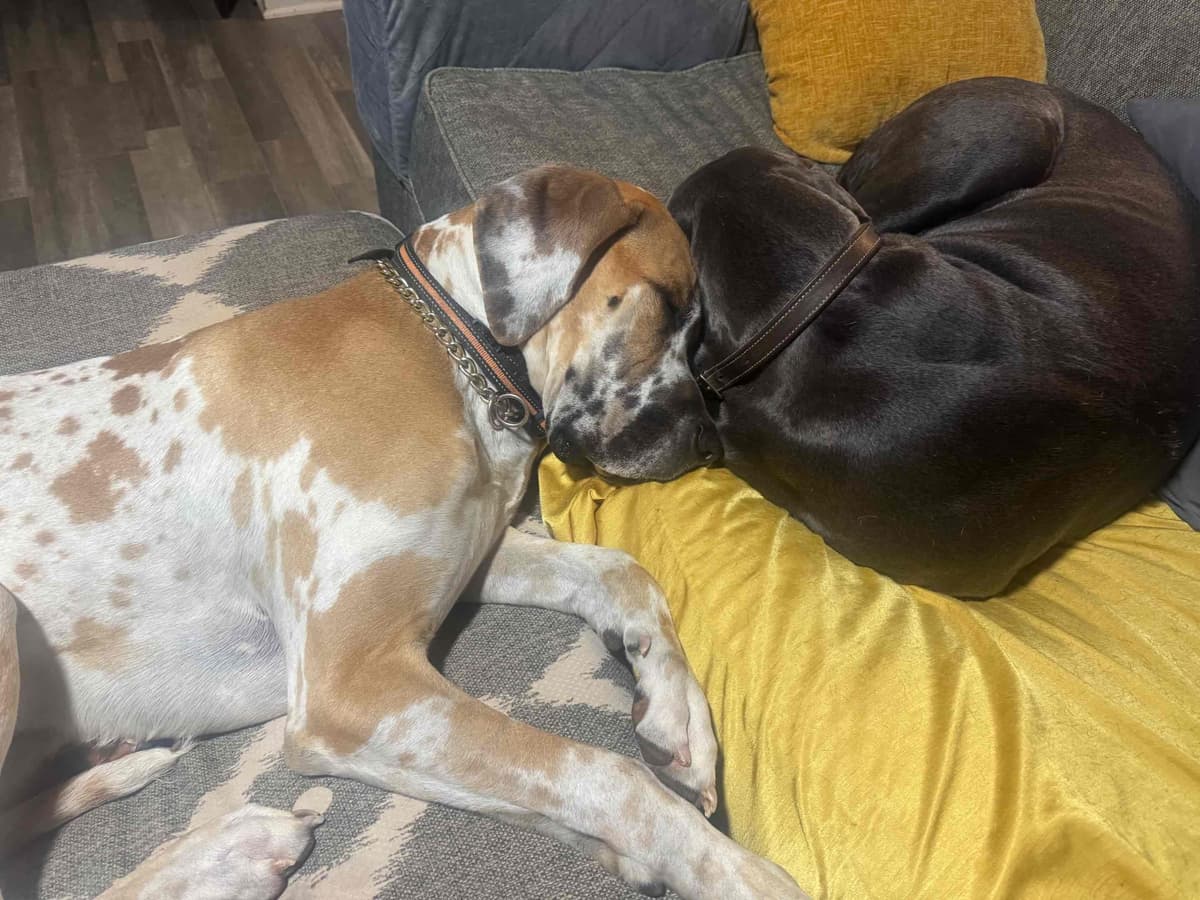 Great Dane Puppies breeder image 3