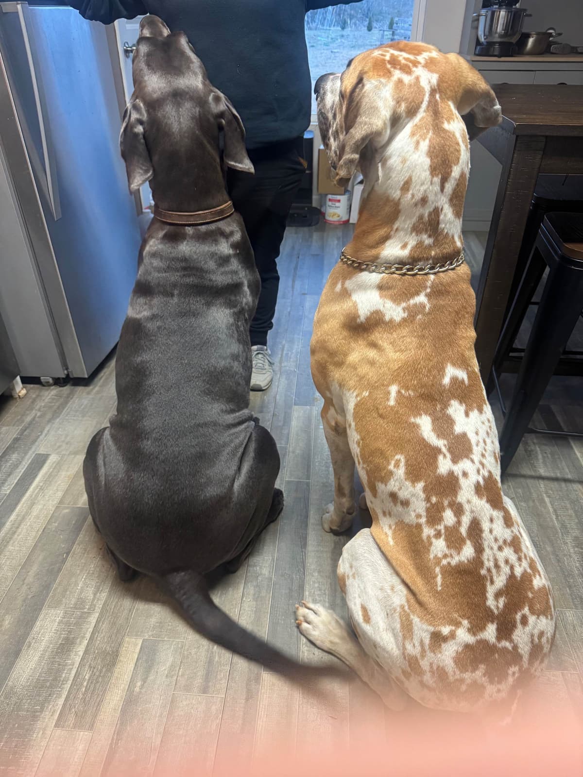Great Dane Puppies breeder image 1
