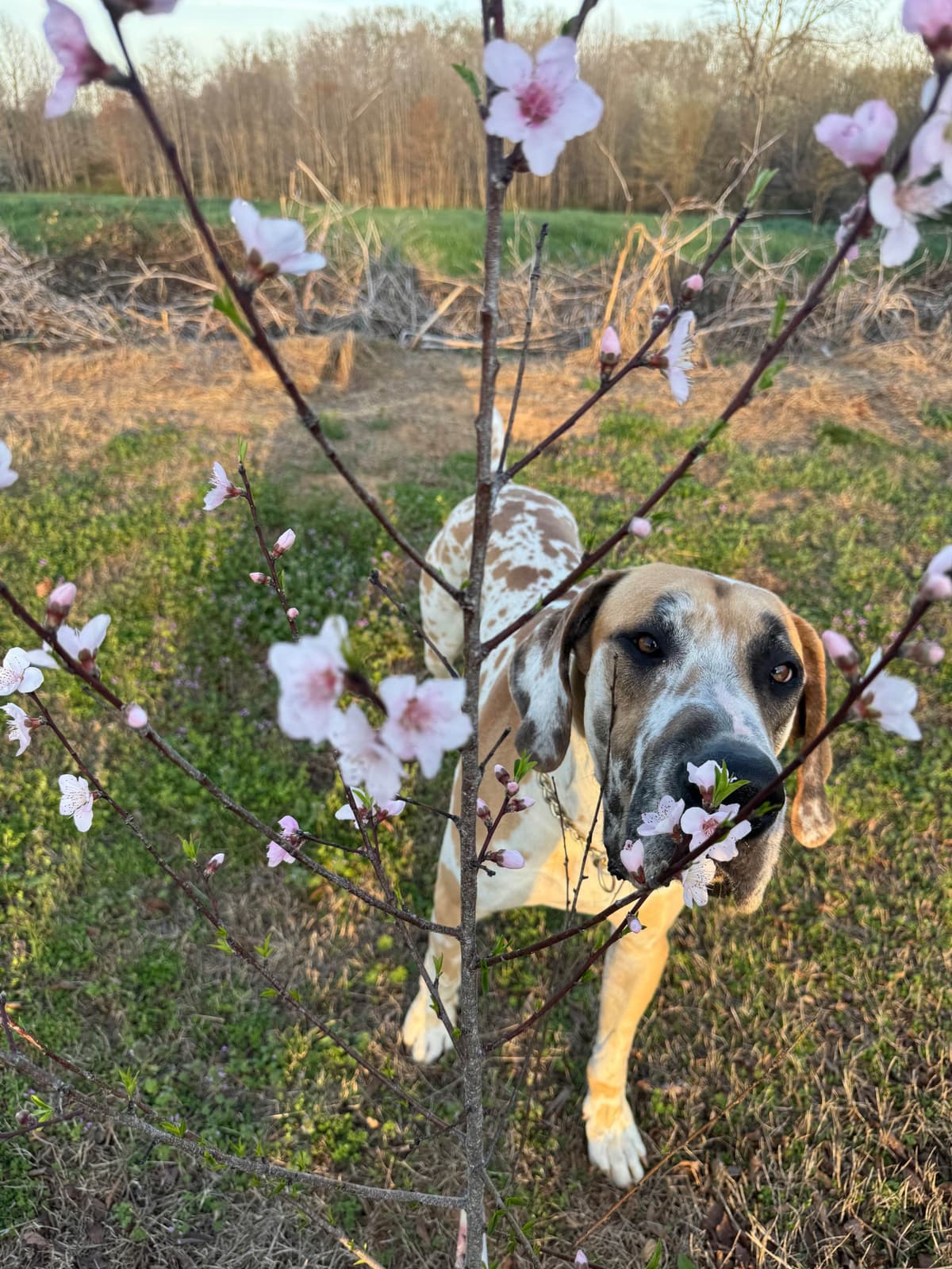 Great Dane Puppies breeder image 6