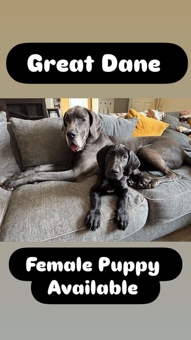 Great Dane Puppies media 5