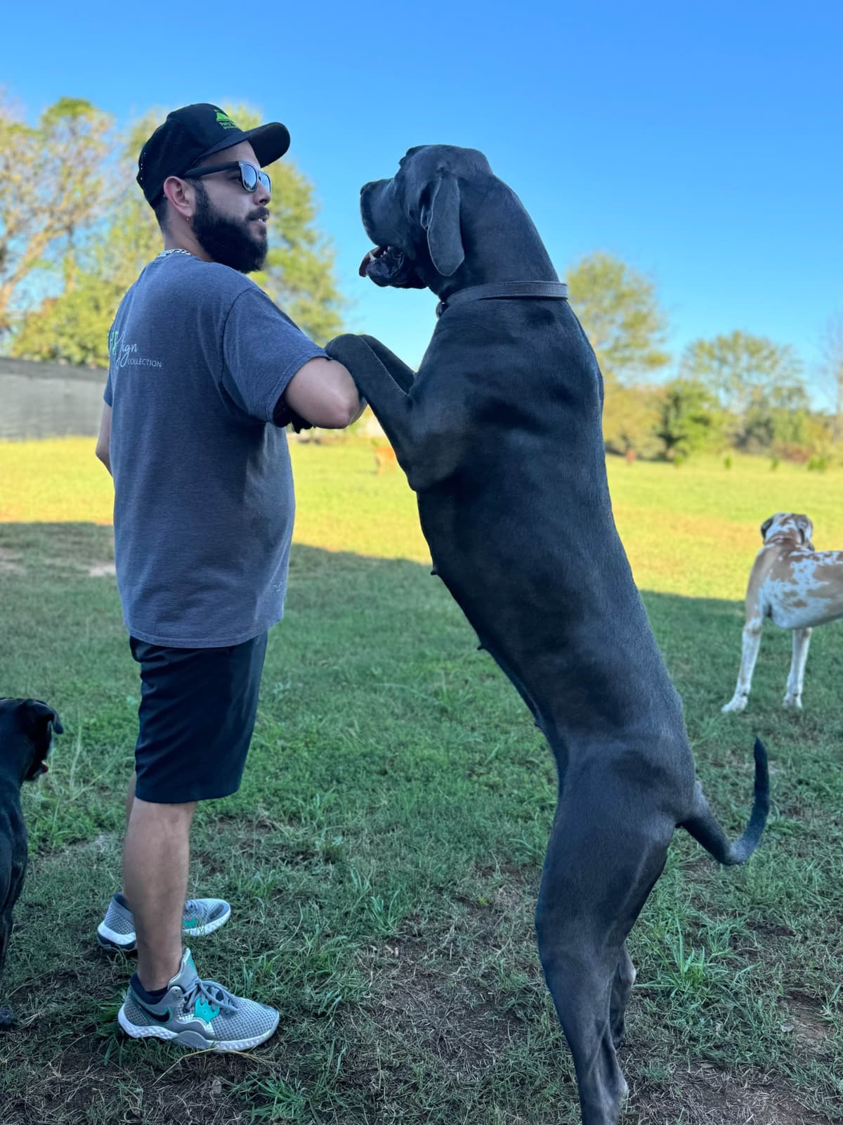 Great Dane Puppies breeder image 8
