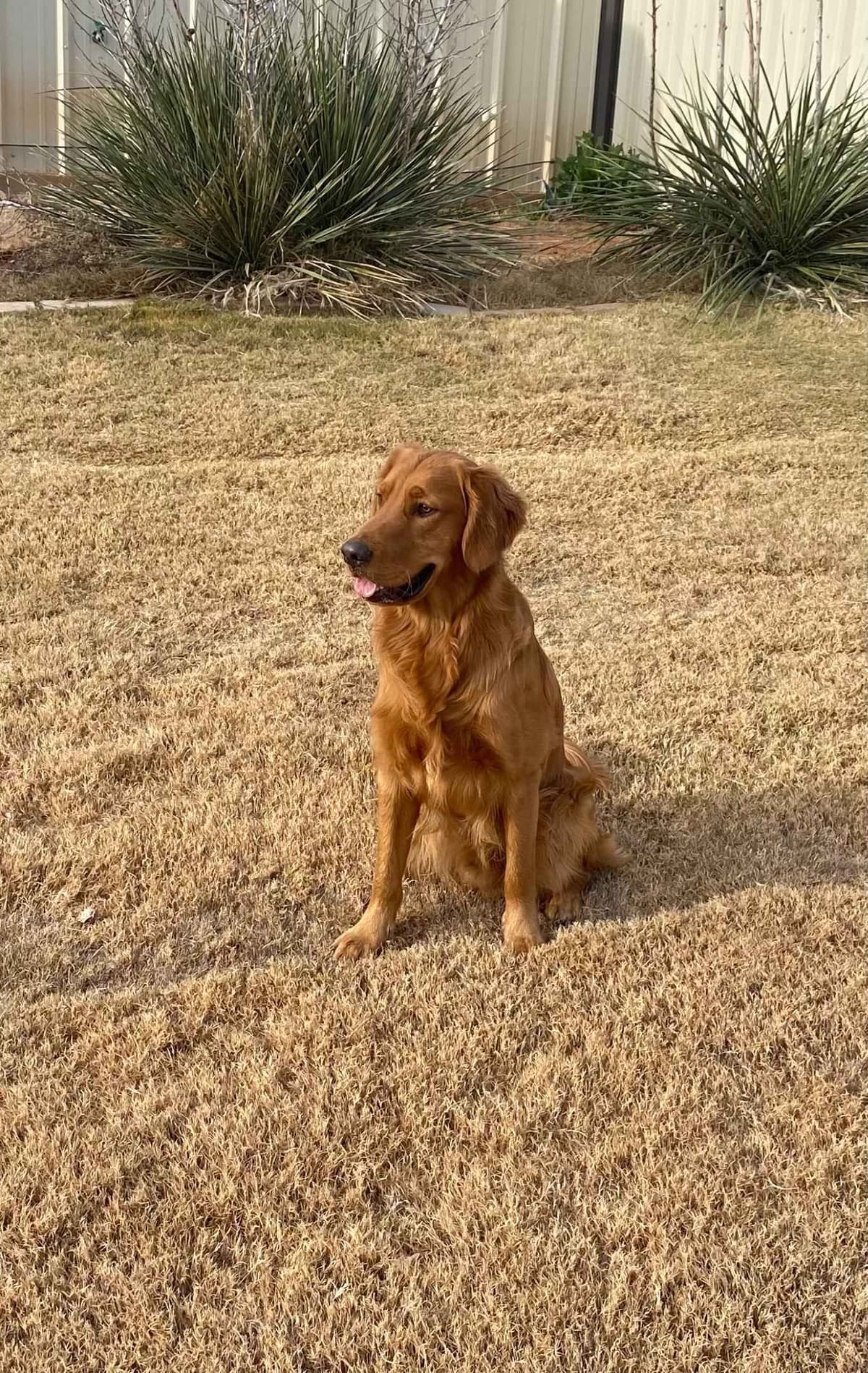 Medium Golden to Dark Red Coloring! breeder image 3