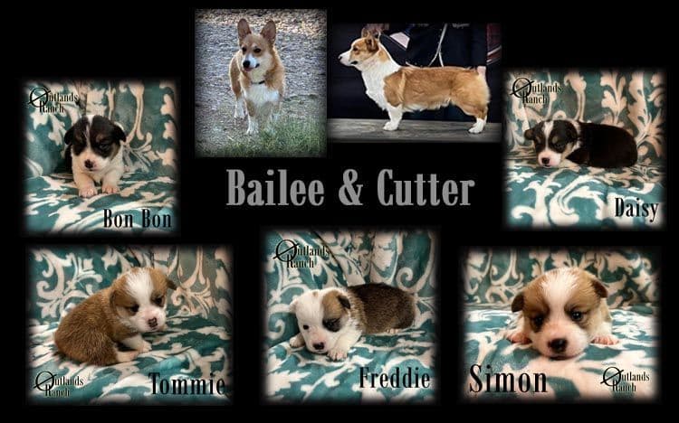 Medium Golden to Dark Red Coloring! breeder image 4