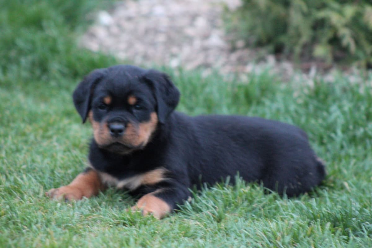 Rottweiler Puppies breeder image 2