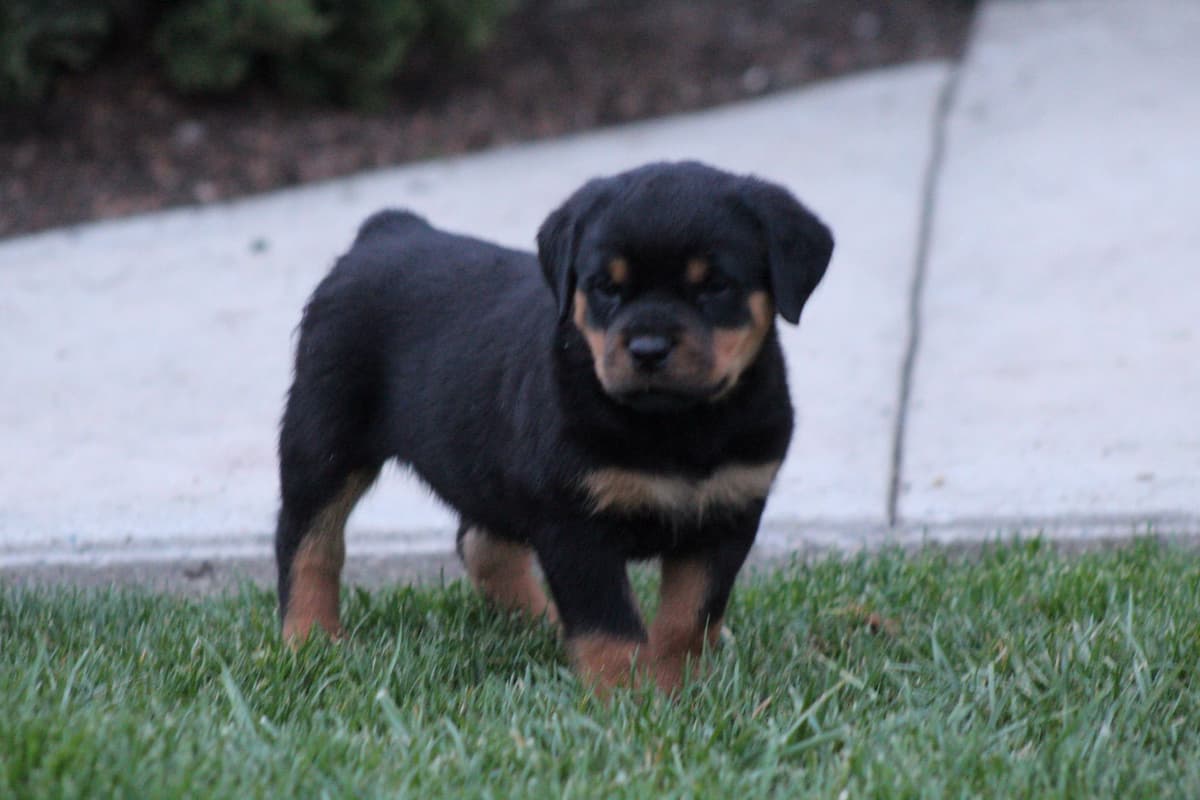 Rottweiler Puppies breeder image 3