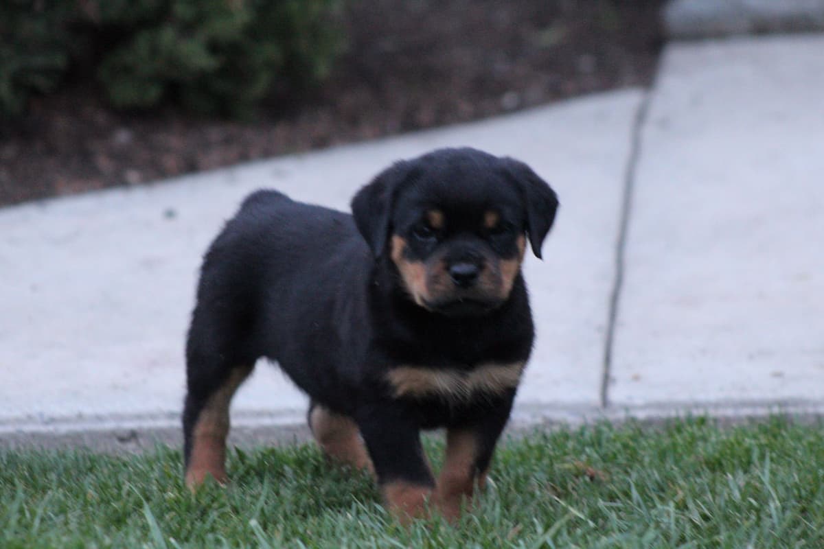 Rottweiler Puppies breeder image 5