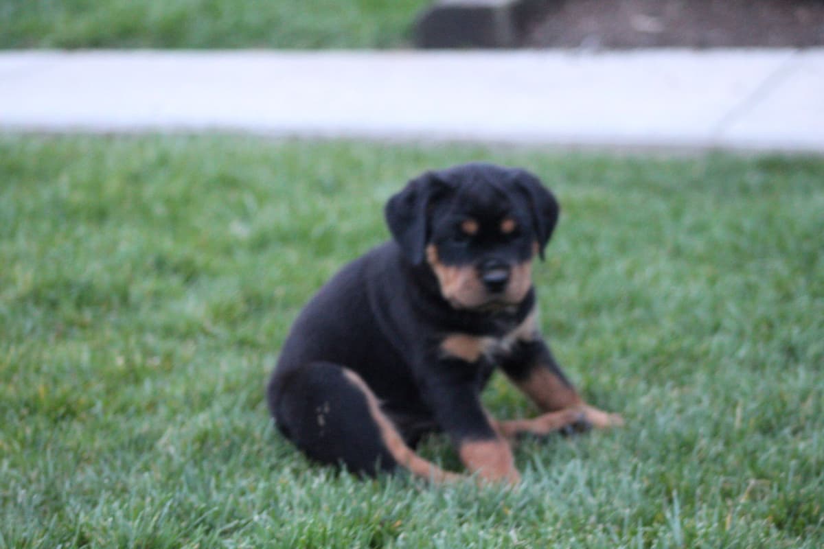 Rottweiler Puppies breeder image 4