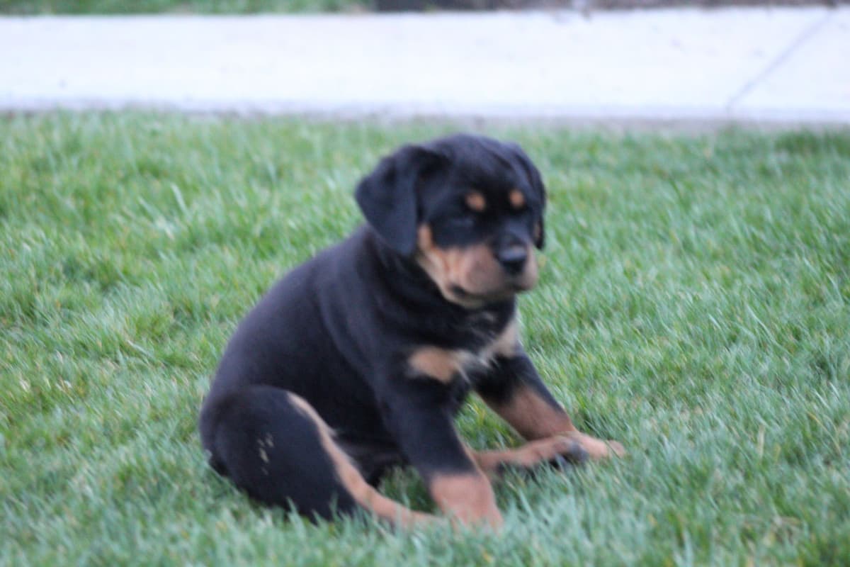 Rottweiler Puppies breeder image 6