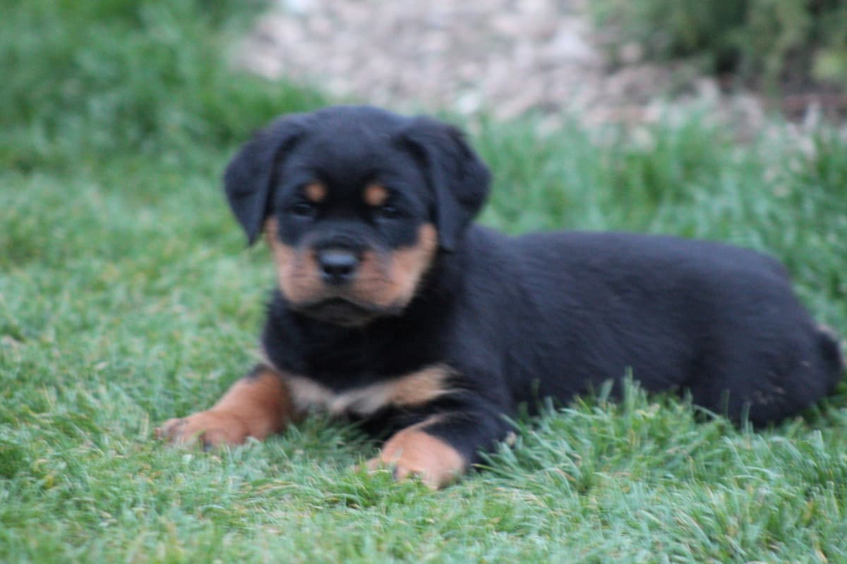 Rottweiler Puppies breeder image 7