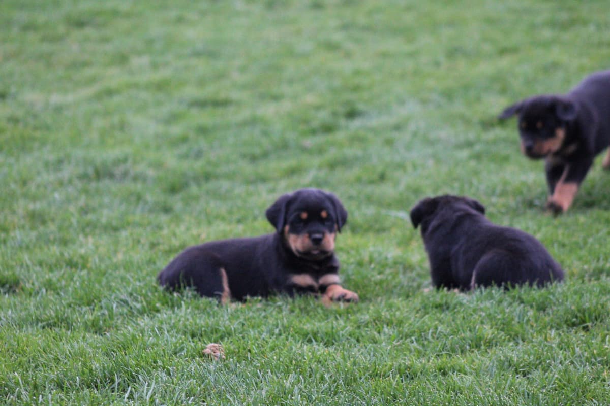 Rottweiler Puppies breeder image 8