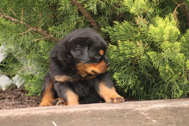 Baby Rottweiler Puppies media 3