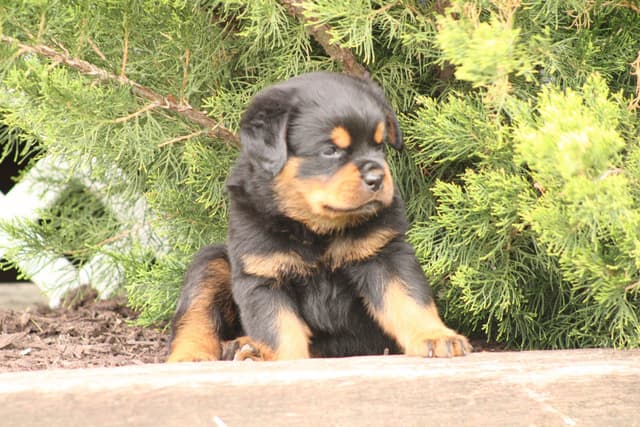 Baby Rottweiler Puppies media 2