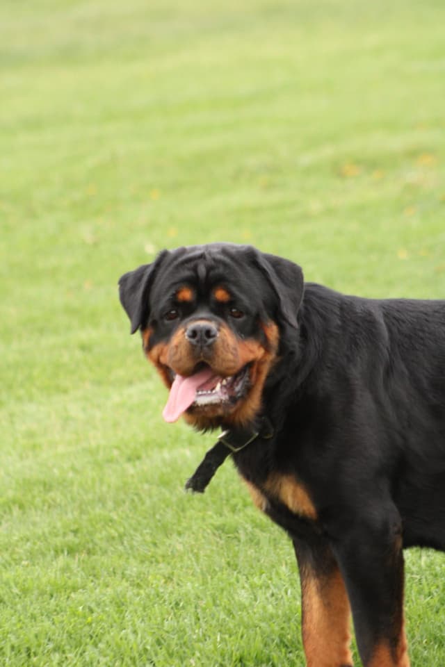 Baby Rottweiler Puppies media 4