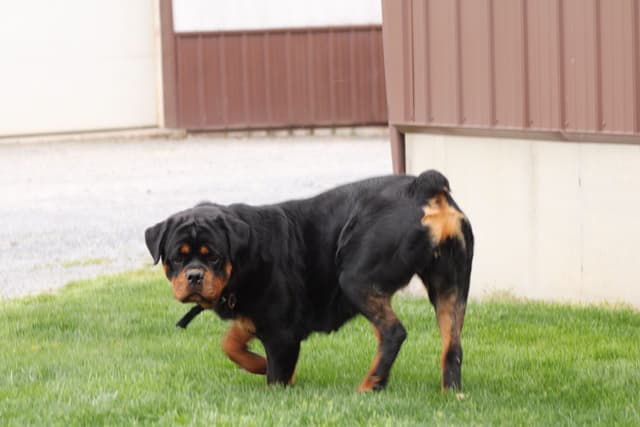 Baby Rottweiler Puppies media 5